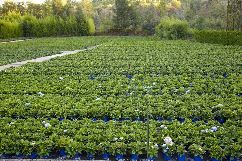 Imaxe establecemento