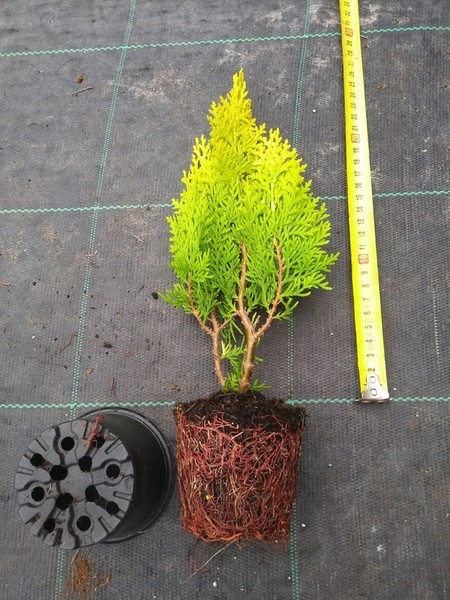 Imaxe establecemento