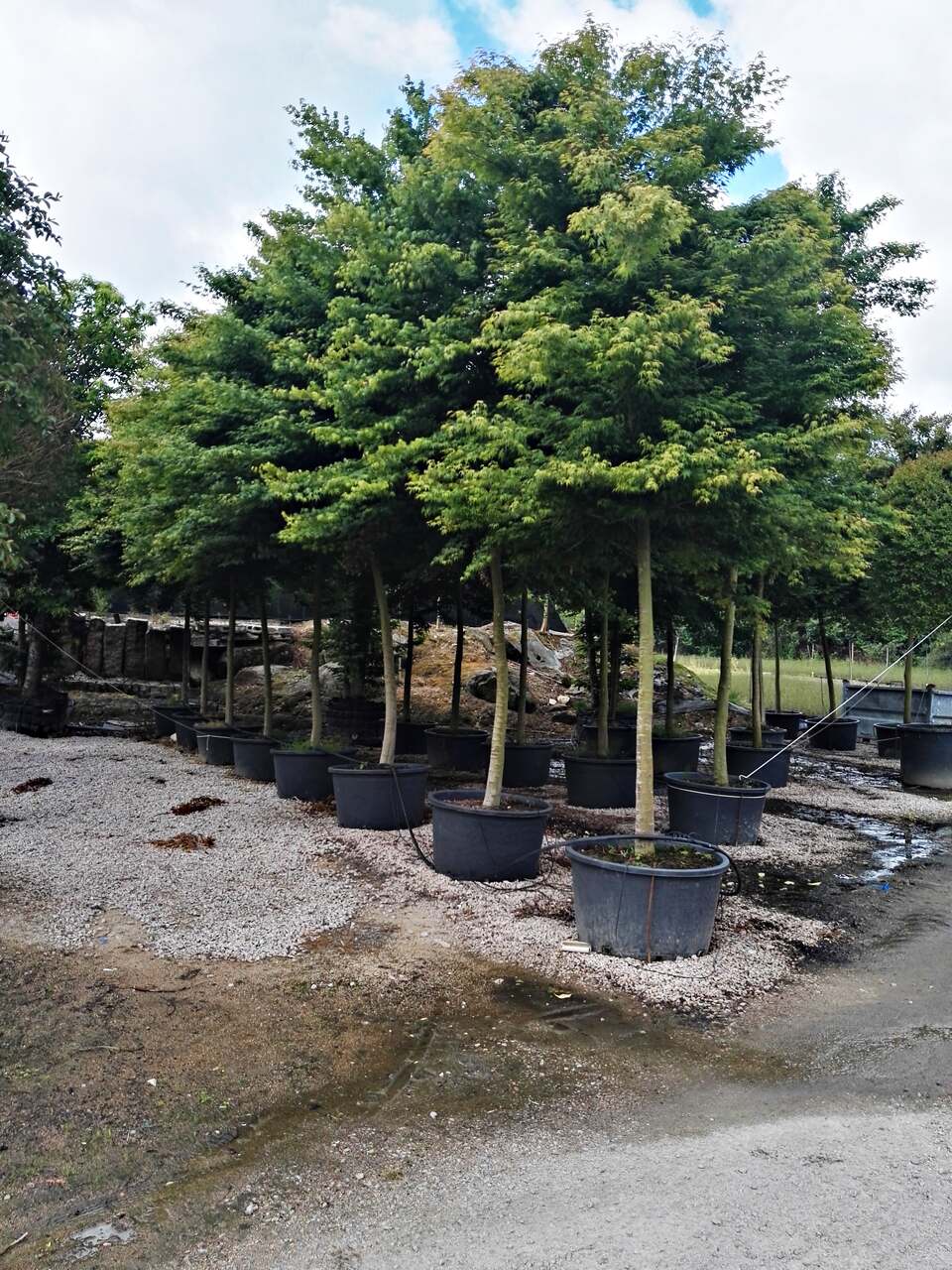 Imaxe establecemento 