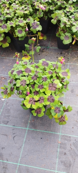 Imaxe establecemento