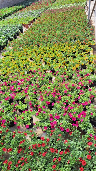 Imaxe establecemento 