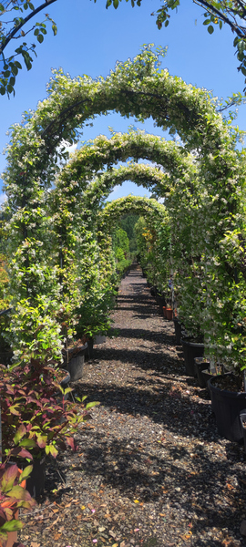 Imaxe establecemento 