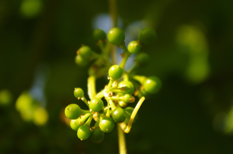 Imaxe establecemento 