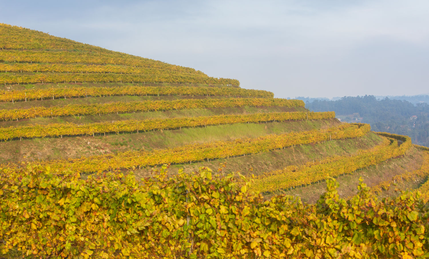 Imaxe establecemento