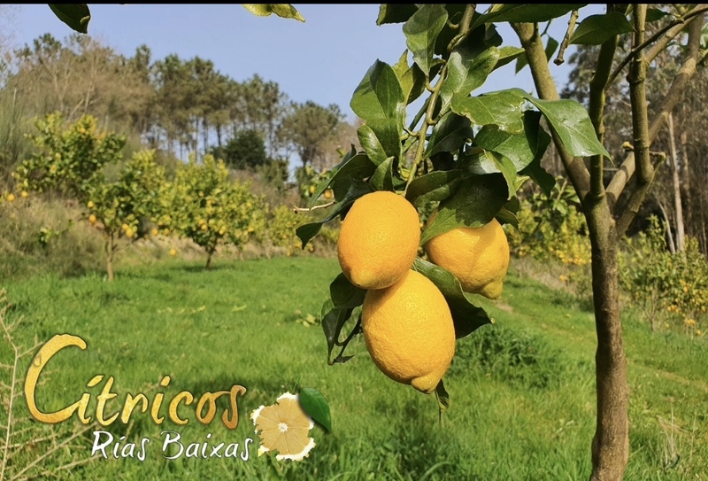 Imaxe establecemento 